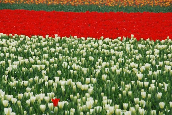 Tulipani Italiani_Olanda