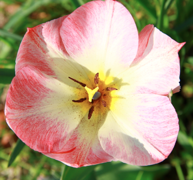 Tulipani Italiani rosa