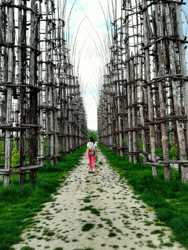 Cattedrale Vegetale Lodi Alberi_Tulipando