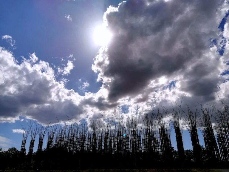 Cattedrale Vegetale Lodi skyline_Tulipando