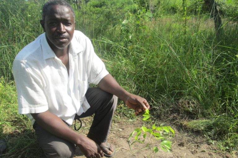 Senegal Contadino Treedom_Tulipando