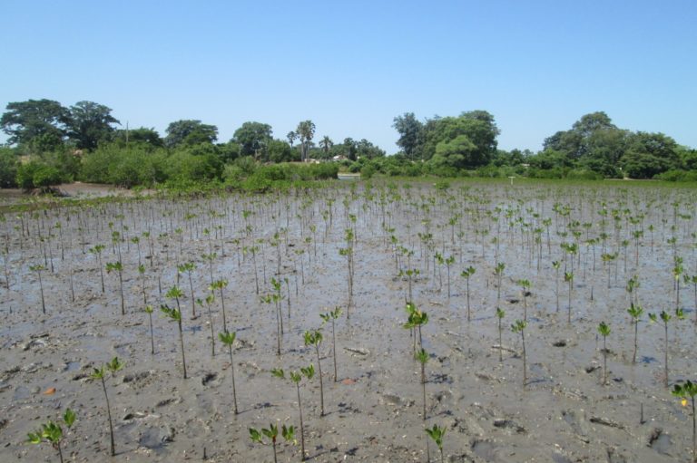 Senegal Plantation Treedom_Tulipando