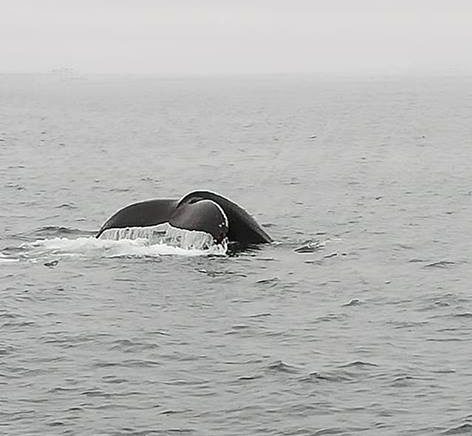Balene in Islanda_Tulipando