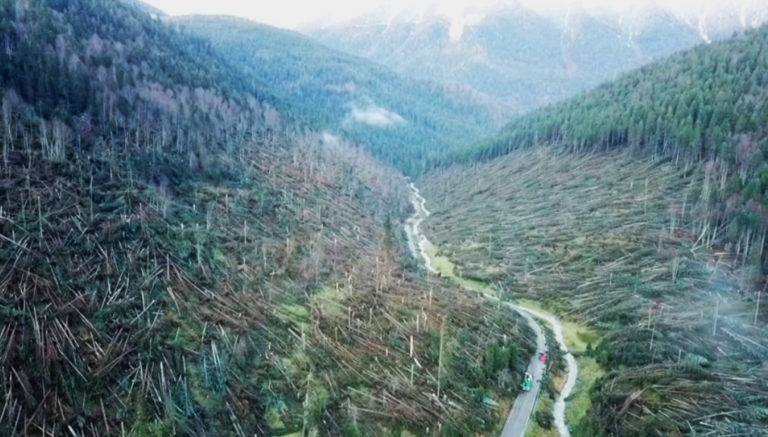 Foresta distrutta Veneto