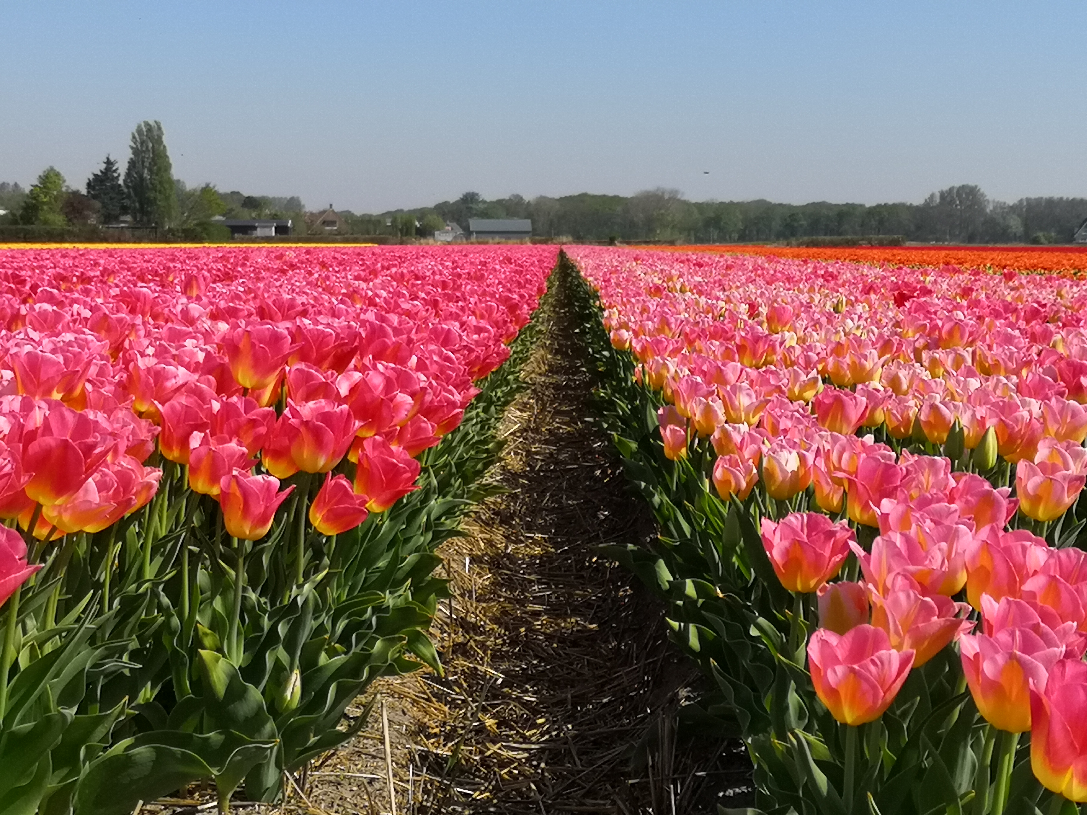 Tulipani in Olanda_Tulipando